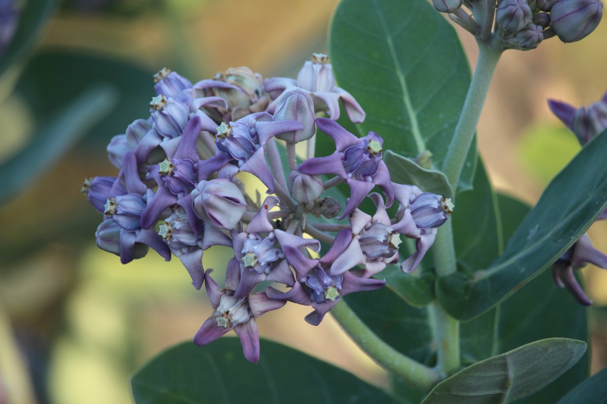 Calotropis gigantea (L.) W.T.Aiton